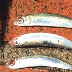 コサバ35匹、イワシ3匹