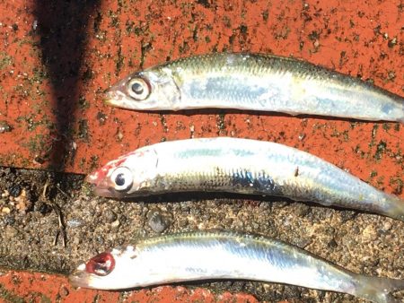 コサバ35匹、イワシ3匹