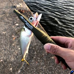 早朝アジングin大阪南港（20200818）