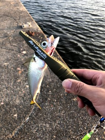 早朝アジングin大阪南港（20200818）