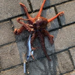 梅雨明け、タコ爆釣！！