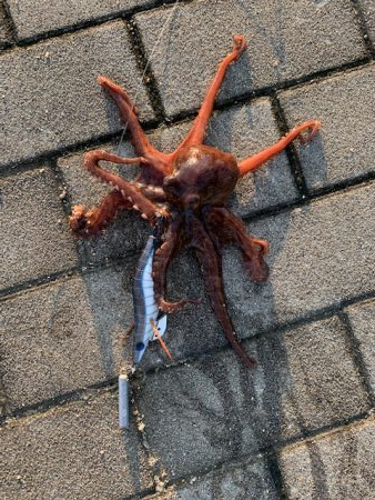 梅雨明け、タコ爆釣！！