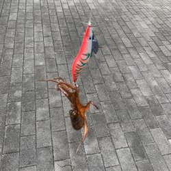 タコ、一回り大きい