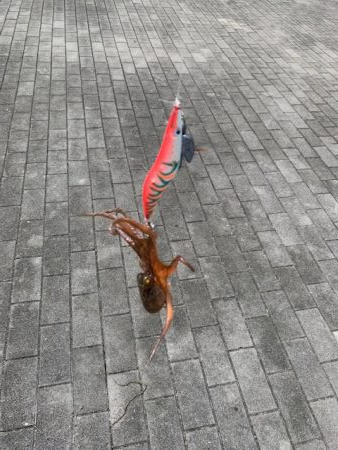 タコ、一回り大きい