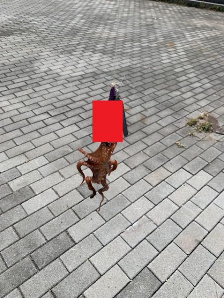 メクリアジとタコ