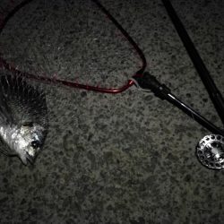 (2020/08/01 南港ヘチ釣り 真チヌ 44㎝、キビレチヌ 40cm,38.5㎝、ガシラ 釣果有り!)