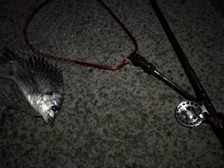 (2020/08/01 南港ヘチ釣り 真チヌ 44㎝、キビレチヌ 40cm,38.5㎝、ガシラ 釣果有り!)