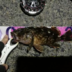 （2020/08/04 南港ヘチ釣り　 キビレチヌ 41cm,30㎝、ガシラ21㎝ 釣果有り）