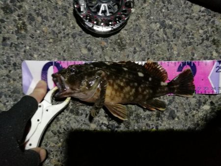 （2020/08/04 南港ヘチ釣り　 キビレチヌ 41cm,30㎝、ガシラ21㎝ 釣果有り）