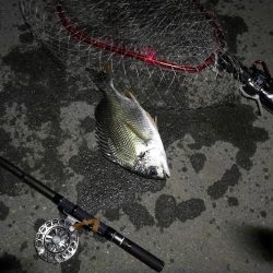 (2020/08/05 南港ヘチ釣り キビレチヌ 36.5cm,34㎝、真チヌ 釣果有り)