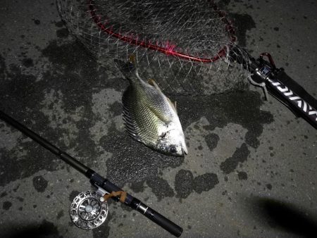 (2020/08/05 南港ヘチ釣り キビレチヌ 36.5cm,34㎝、真チヌ 釣果有り)