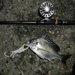 （2020/08/07 南港ヘチ釣り　 キビレチヌ 46cm,39㎝～ 釣果有り）