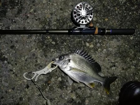 （2020/08/07 南港ヘチ釣り　 キビレチヌ 46cm,39㎝～ 釣果有り）