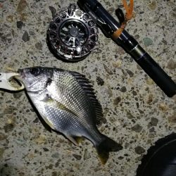 (2020/08/08 南港ヘチ釣り キビレチヌ 44cm,39cm 釣果有り)