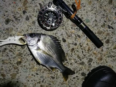 (2020/08/08 南港ヘチ釣り キビレチヌ 44cm,39cm 釣果有り)