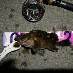 (2020/08/09 南港ヘチ釣り キビレチヌ 45cm,39.5cm ガシラ 21㎝ 釣果有り)