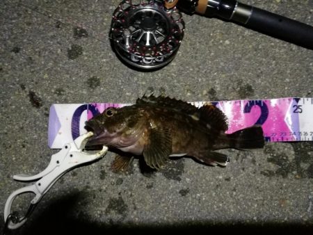 (2020/08/09 南港ヘチ釣り キビレチヌ 45cm,39.5cm ガシラ 21㎝ 釣果有り)