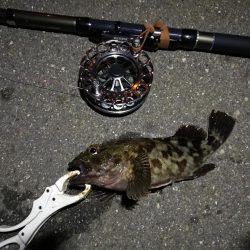 (2020/08/10 南港ヘチ釣り キビレチヌ 42.5cm,37cm ガシラ釣果有り)