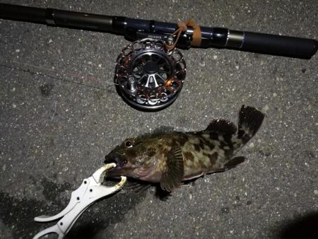 (2020/08/10 南港ヘチ釣り キビレチヌ 42.5cm,37cm ガシラ釣果有り)