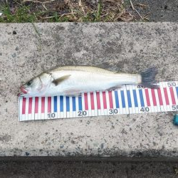 マゴチ祭り&シーバスおまけのクロダイ