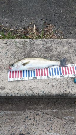 マゴチ祭り&シーバスおまけのクロダイ