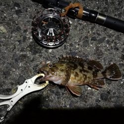 (2020/08/13 南港ヘチ釣り 真チヌ38.5㎝ キビレチヌ 40cm~小型 ガシラ釣果有り)