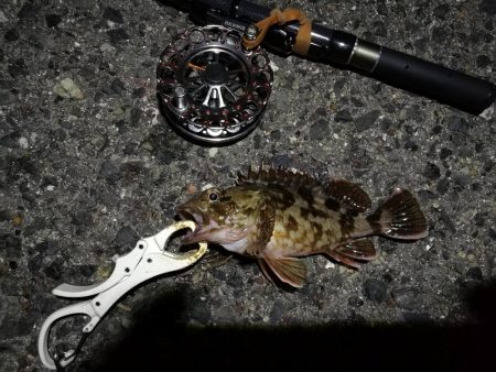 (2020/08/13 南港ヘチ釣り 真チヌ38.5㎝ キビレチヌ 40cm~小型 ガシラ釣果有り)