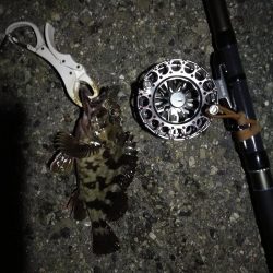 (2020/08/14 南港ヘチ釣り ギリ歳無し~真チヌ(50cm)キビレ:39㎝~ 釣果有り)