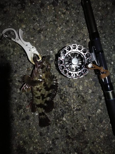 (2020/08/14 南港ヘチ釣り ギリ歳無し~真チヌ(50cm)キビレ:39㎝~ 釣果有り)