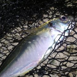 ロックフィッシュ高活性