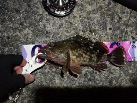 （2020/08/15 南港ヘチ釣り　 キビレチヌ 43cm,36cm～小型 ガシラ23㎝ 釣果有り）