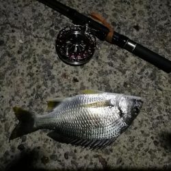 (2020/08/17 南港ヘチ釣り キビレチヌ 45.5cm,40cm~小型 釣果有り)