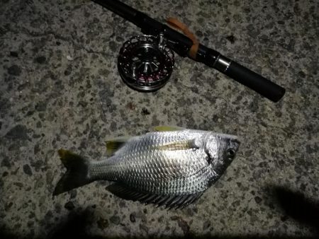 (2020/08/17 南港ヘチ釣り キビレチヌ 45.5cm,40cm~小型 釣果有り)