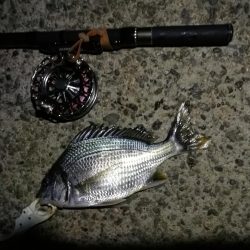 (2020/08/18 南港ヘチ釣り 真チヌ 47.5㎝、キビレチヌ 33㎝ 釣果有り)