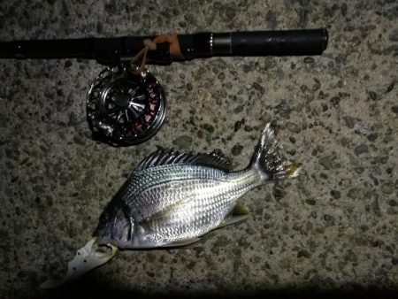 (2020/08/18 南港ヘチ釣り 真チヌ 47.5㎝、キビレチヌ 33㎝ 釣果有り)