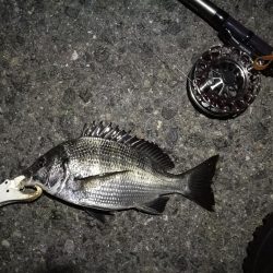 (2020/08/20 南港ヘチ釣り キビレチヌ 43.5㎝,36㎝ 真チヌ 釣果有り)