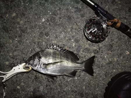 (2020/08/20 南港ヘチ釣り キビレチヌ 43.5㎝,36㎝ 真チヌ 釣果有り)