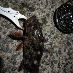 (2020/08/22 南港ヘチ釣り キビレチヌ 43cm,42cm~ ガシラ 釣果有り)