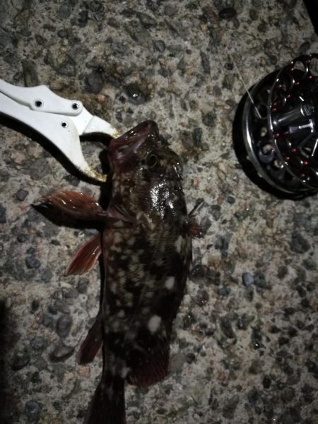 (2020/08/22 南港ヘチ釣り キビレチヌ 43cm,42cm~ ガシラ 釣果有り)