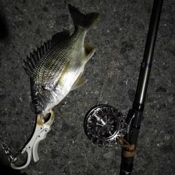 (2020/08/23 南港ヘチ釣り キビレチヌ 44cm,36cm,33㎝~ 真チヌ 32㎝ 釣果有り)