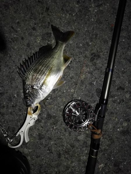 (2020/08/23 南港ヘチ釣り キビレチヌ 44cm,36cm,33㎝~ 真チヌ 32㎝ 釣果有り)