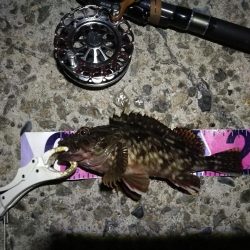 (2020/08/26 南港ヘチ釣り キビレチヌ 45cm,41.5㎝,32cm,30㎝~ ガシラ 20㎝ 釣果有り)