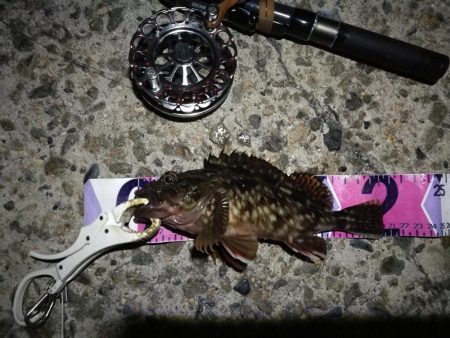 (2020/08/26 南港ヘチ釣り キビレチヌ 45cm,41.5㎝,32cm,30㎝~ ガシラ 20㎝ 釣果有り)