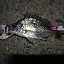 （2020/08/27 南港ヘチ釣り　 真チヌ 49㎝、キビレチヌ 38cm～ ガシラ 釣果有り）