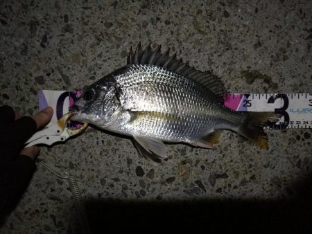 （2020/08/27 南港ヘチ釣り　 真チヌ 49㎝、キビレチヌ 38cm～ ガシラ 釣果有り）