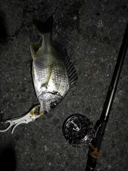 (2020/08/29 南港ヘチ釣り 真チヌ 47.5㎝、キビレチヌ 40cm~ 釣果有り)