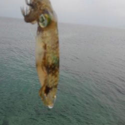 待ちに待った新子調査1