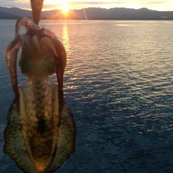 夕涼み❓エギング