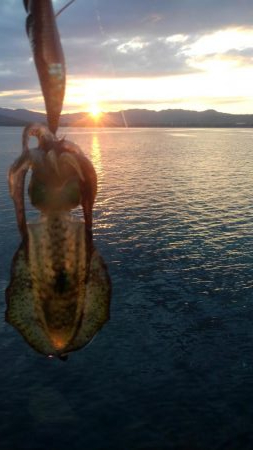 夕涼み❓エギング