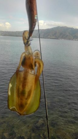 朝まずめ短時間調査